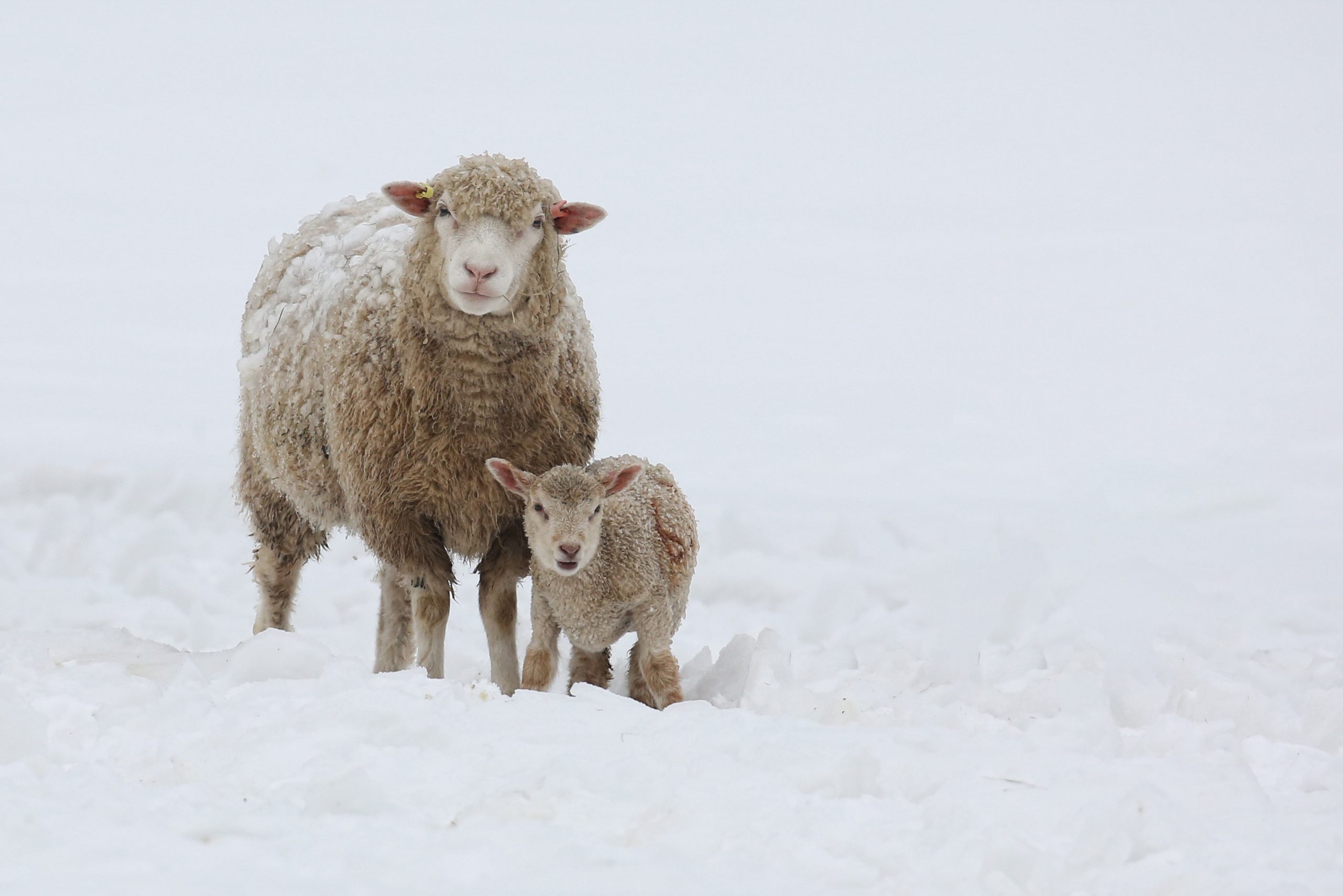 The Spring Snow Disaster of 2013